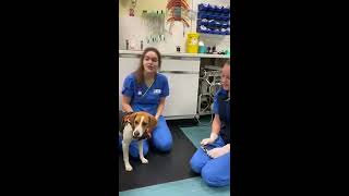 How to Trim Your Dog's Nails at Home by White Cross Vets 635 views 3 years ago 1 minute, 7 seconds