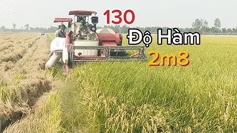 Siêu Phẩm 130 Trung Quốc Cắt Lúa Nhật Bản  Năng Suất Công 1.3 Tấn 7.8đk l Dũng Miền Tây TV