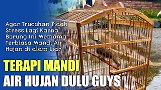 Terapi Mandi Air Hujan Burung Trucukan, Agar Mengurangi Stres