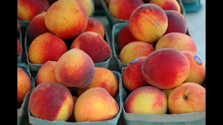 Peaches 101 - Selecting &amp; Storing Peaches