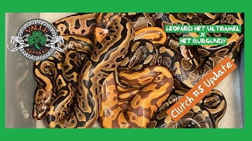 Ball Python Clutch #5 Update
