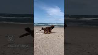 Happy dogs ❤❤❤ #puppy #dog #pets #briard #doglover #dogsfunny #dogsfunnyvideo #dogsfunnyvideos