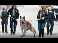 ESTA ES LA RAZÓN POR LA QUE ESTE PERRO ES 100 VECES MÁS PELIGROSO QUE UN LOBO