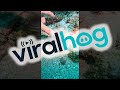 Sea Creatures Display Their Disappearing Act || ViralHog