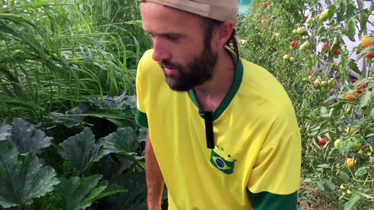 Овощеводство на живой почве: 4 примера - Максим Барбье, Франция