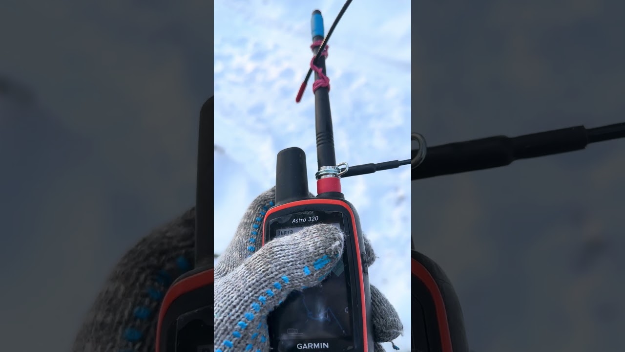 Тест ошейника гармин дс40 с али номер 2