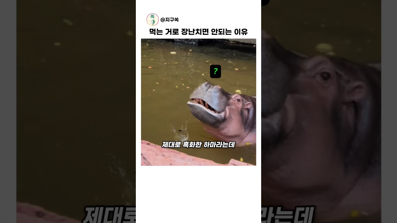 하마가 삐지면 생기는 일 #동물