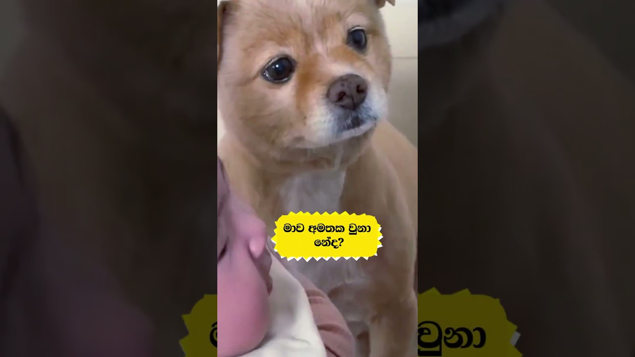 මට ඇයි එහෙම කලේ.......#dogs #youtubeshorts #srilanka