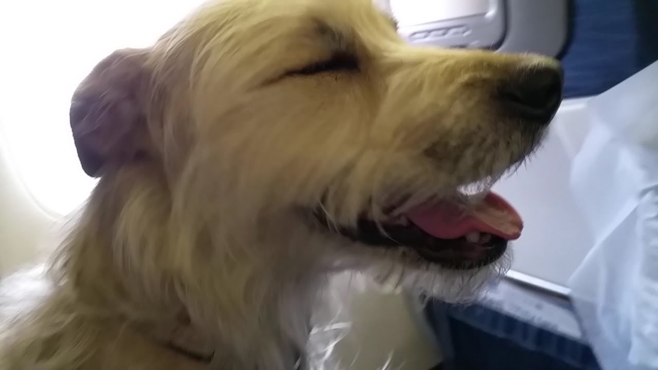 Ringo Flies to Japan: Nice Landing