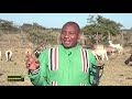 Ufugaji bora wa kondoo na Mheshimiwa David Sankok katika kaunti ya Narok