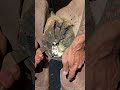 The Most Satisfying Part? #shorts  #farrier #satisfying #asmr