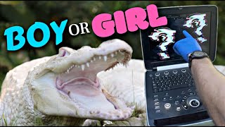 Is our Albino Alligator a Boy or Girl!?!?