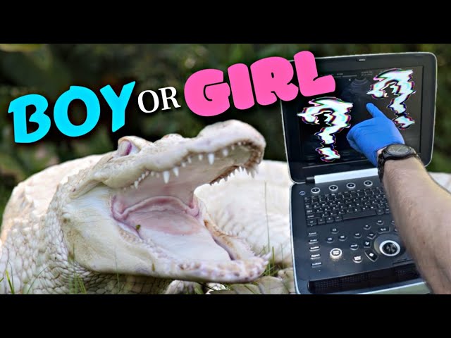 Is our Albino Alligator a Boy or Girl!?!? class=