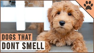 Top 10 Dogs That Dont Smell