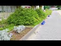 松戸市立旭町小学校を撮影_千葉県松戸市立旭町中学校思い出巡り1_202209_1