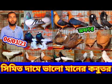 সিমিত দামে ভালো মানের কবুতর কিনুন | একদম সস্তা দামে ফেন্সি কবুতর বিক্রি