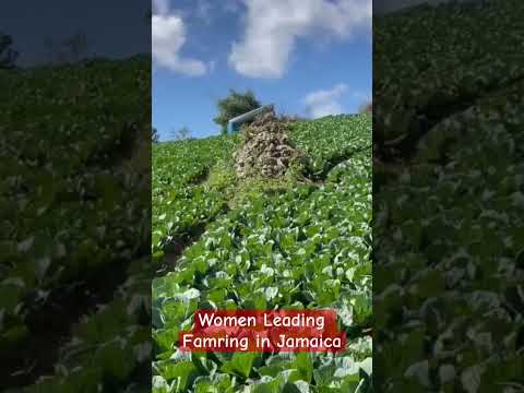Women leading Farming in Jamaica: full video below ⬇️