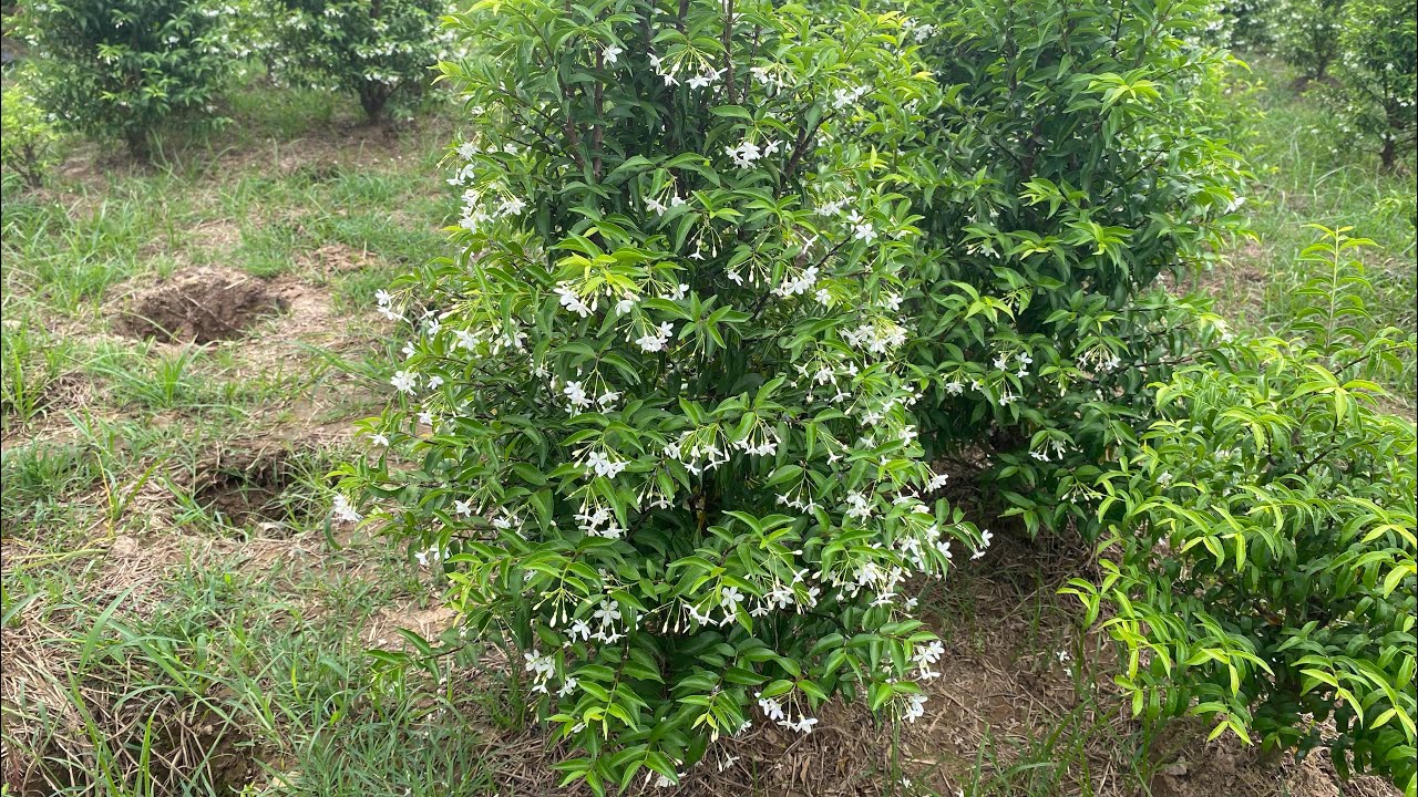 #O 77.984,67O2 Mời cả nhà xem vườn mai chiếu thủy cao 60cm