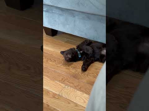 🐶🫶💚 Dash # #comedyshorts # #funny #momlife #puppy