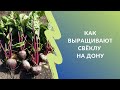 Как выращивают столовую свёклу в Ростовской области | Опыт хозяйства &quot;ИСТОК-1&quot;