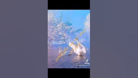 سورة الضحى بصوت روعة روعة روعة
