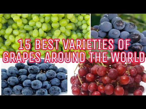 Video: The best grape varieties. 10 best grape varieties (photo)