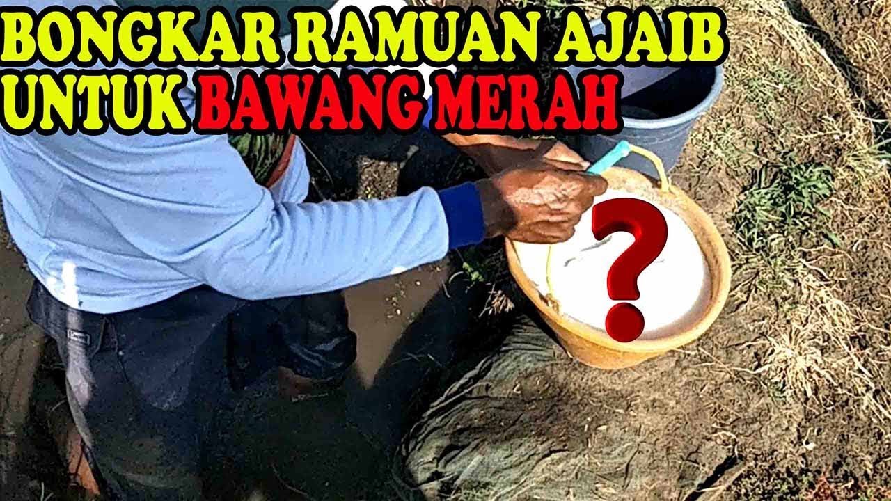 Pemupukan Bawang Merah Musim Kemarau 