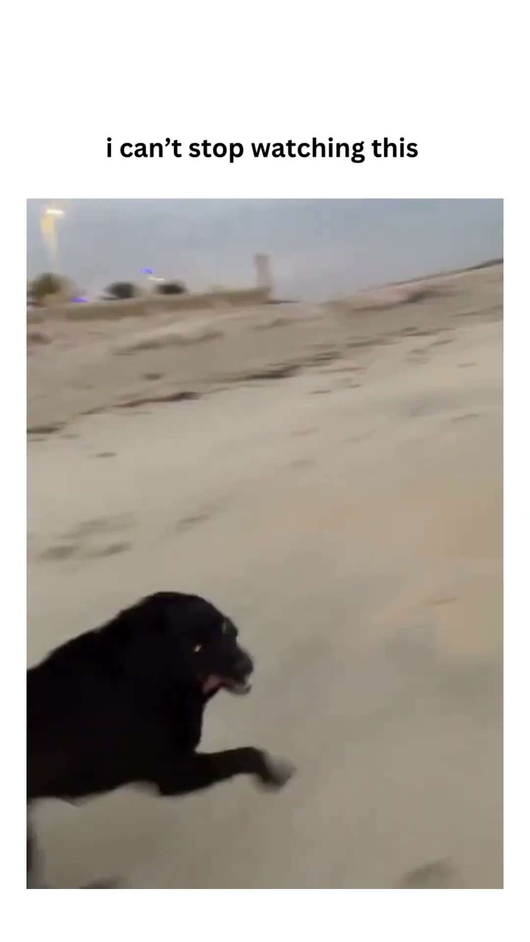 Prvnci sharing an epic doggyo scene on Christmas Eve the vibes is immaculate