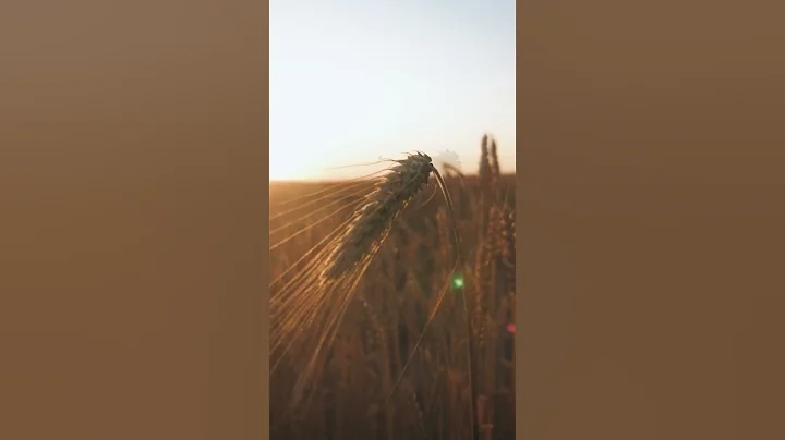 McGovern Meditations - Autumn Wheat Field