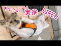 実家に旦那ときなこだけで帰った時の様子。ラブラドールきなこ