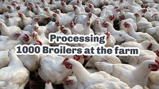 1000 Broilers to process