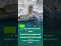 Белый медведь играет с бутылкой 🥹 #медведь #животные #Арктика #shorts #милота