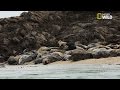 Les phoques gris de Bretagne