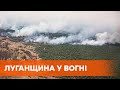 Уничтожено 20 тыс. гектаров лесов. Спасатели пытаются потушить пожар в Луганской области