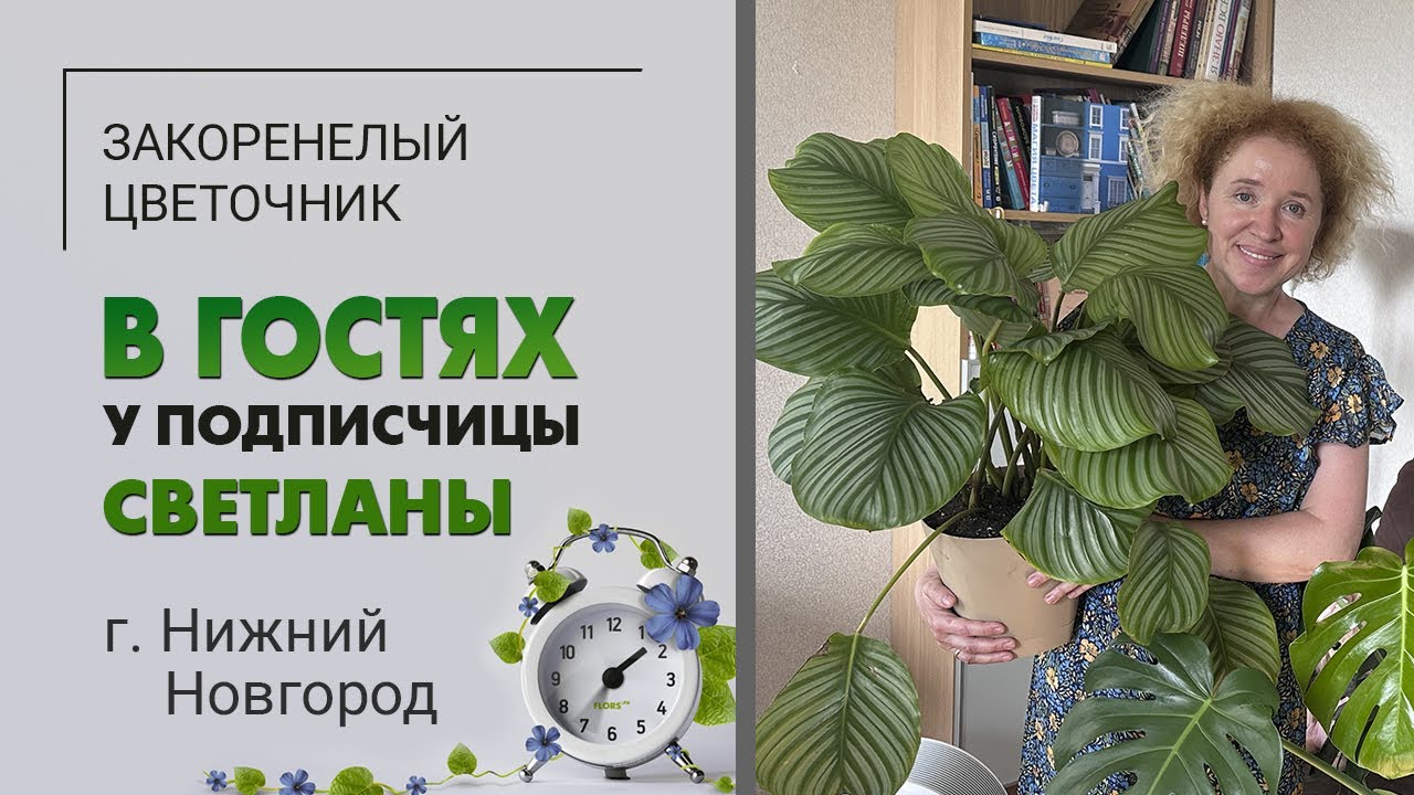 В гостях у Светланы. Нижний Новгород. Шикарная калатея, любимая монстера, пудель и абиссинская кошка