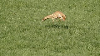 キツネのネズミハンティング Red Fox  aims at a vole