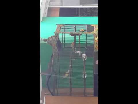 Suara burung ikapasi itembaki lagu variasi Doovi Suara burung ikapasi itembaki lagu variasi Doovi