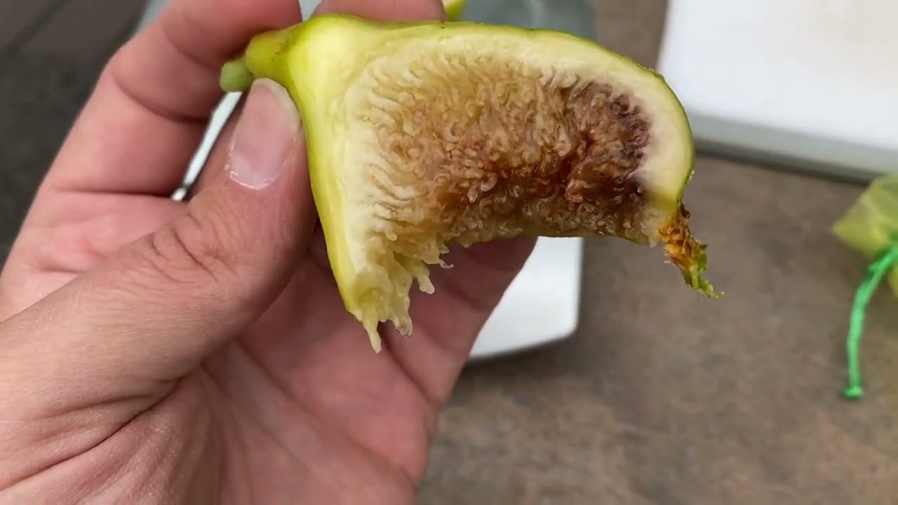 Qalaat al Madiq fig tasting 9/13/2022