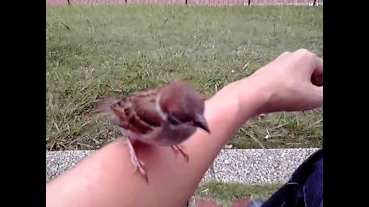 癒 野生のスズメに異様なくらい懐かれてみた Friendly Fearless Adorable Sparrow In Tokyo Japan 我在玩友好麻雀 Youtube