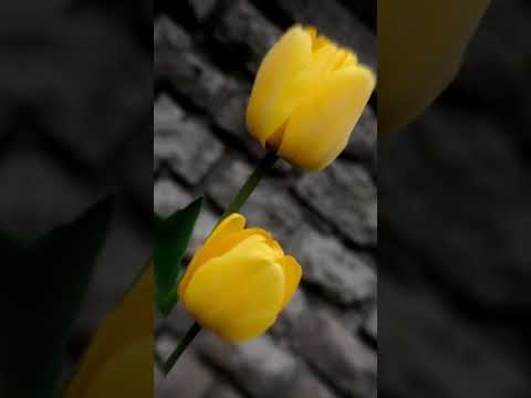 عشاق اللون الاصفر و الرصاصي كتبو اي لون تبون