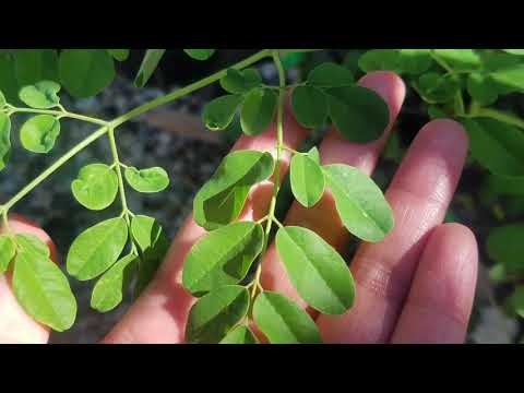 Video: Si të krasitni një bimë Aloe Vera: 7 hapa (me fotografi)