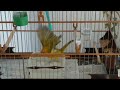 Banho de Sol Canário Terra e bom ou não 🐥🐥😎💥