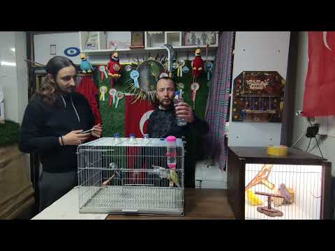 Video: Neden Halka Boyunlu Papağan Tüy Koparma?