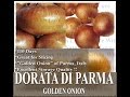 Dorata de parma golden italian onion seeds  golden onion of parma italy  seeds on  wwwmyseedsco