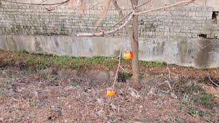 20201219 0937 감나무 까치밥 1-3