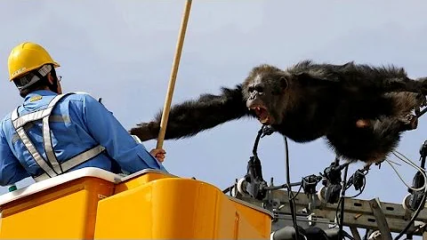 Chimp Wreaks Havoc By Scaling Powerlines After Escaping from Zoo