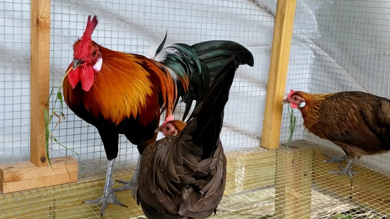 Eating Grass Jungle Fowl Mixes YouTube