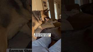 Download Lagu German Shepherd Zeus battles it out from the high ground🚨😂#germanshepherd #gsd #dog #shorts MP3