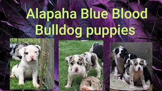 Alapaha Blue Blood Bulldog puppies @Worldwidekennels