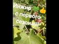 Инжир в Волгограде. Все прекрасно! Саженцы черенки